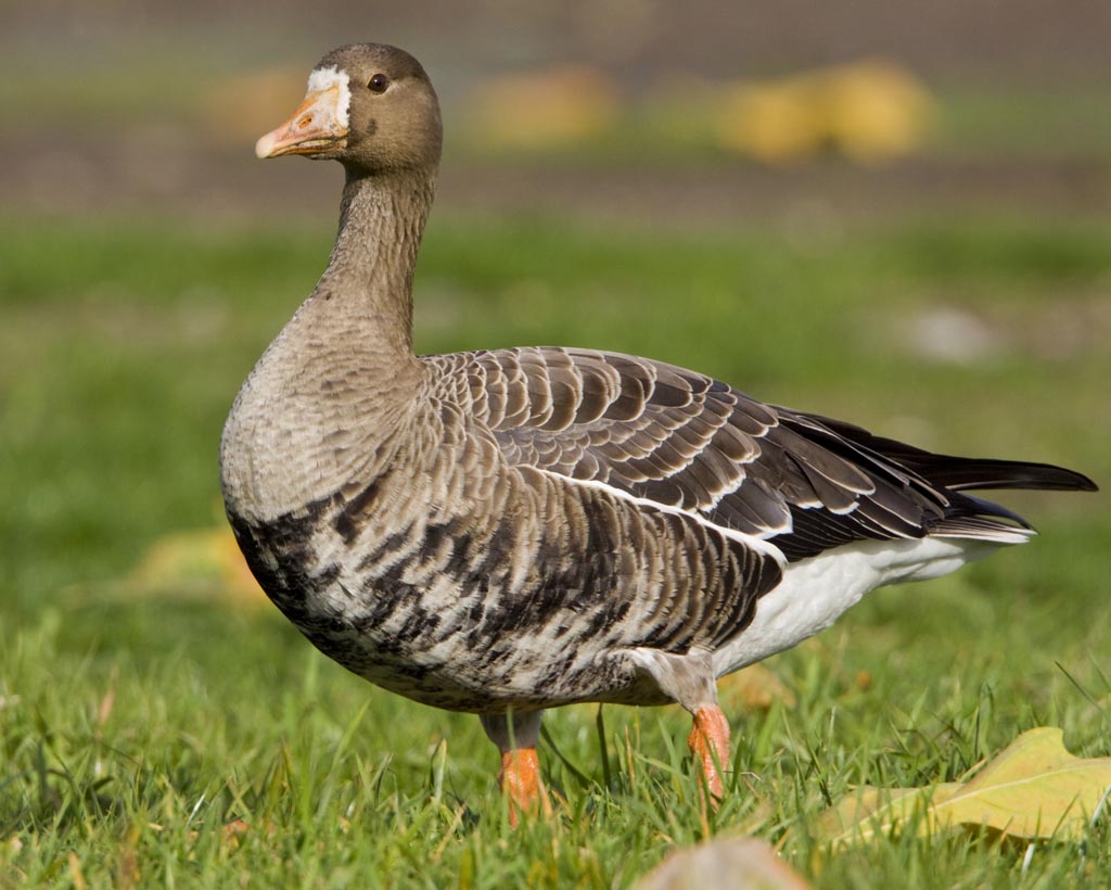Greater White Fronted Goose Male Photos