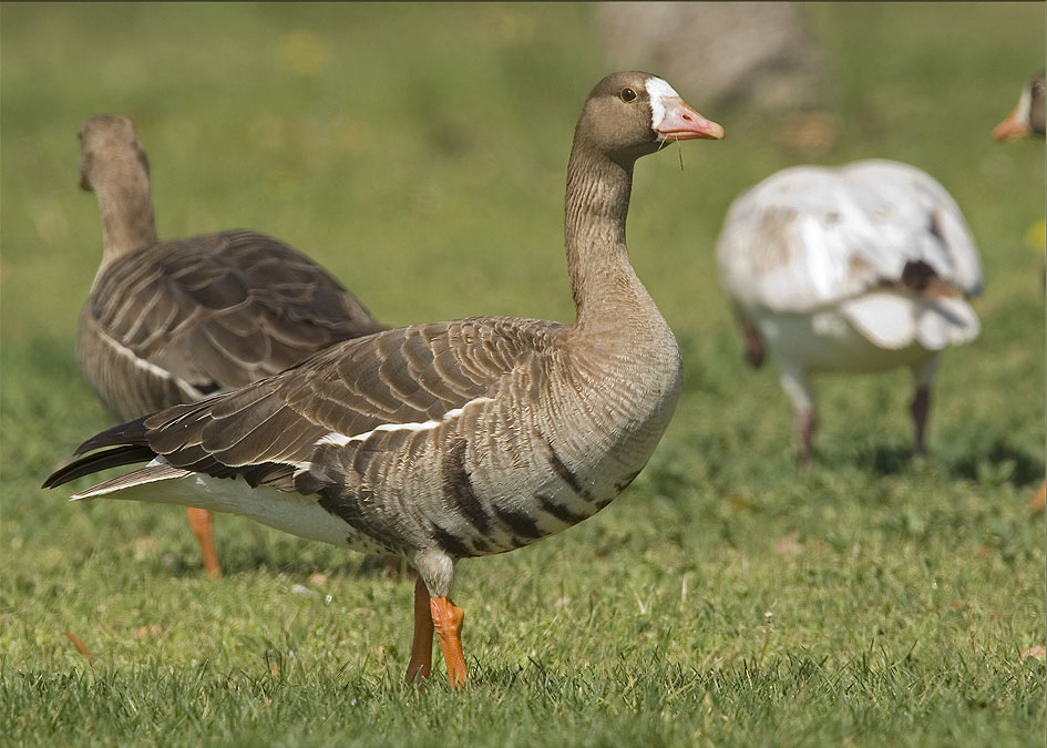Greater White Fronted Goose Pair Pics