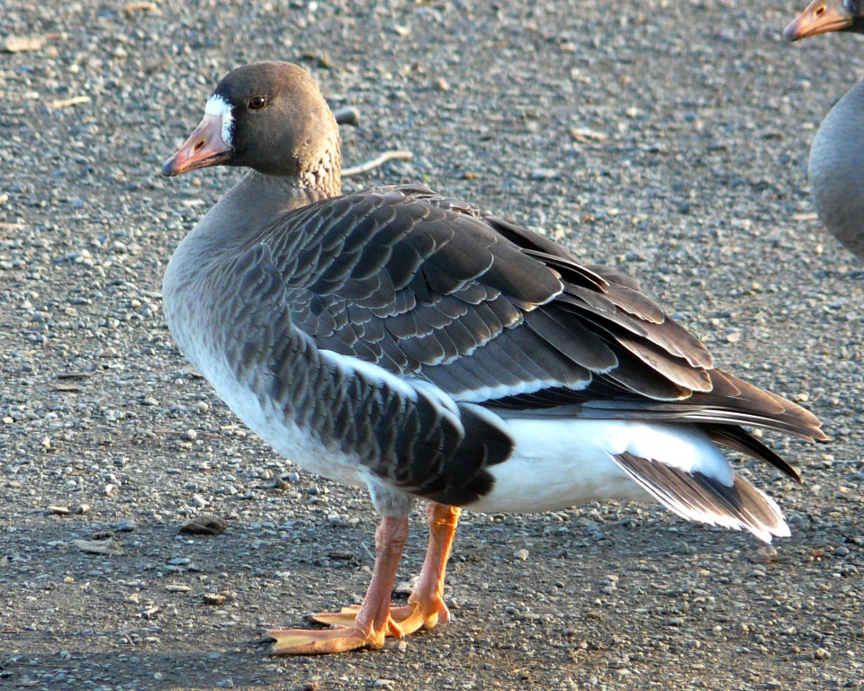 Greater White Fronted Goose Pictures