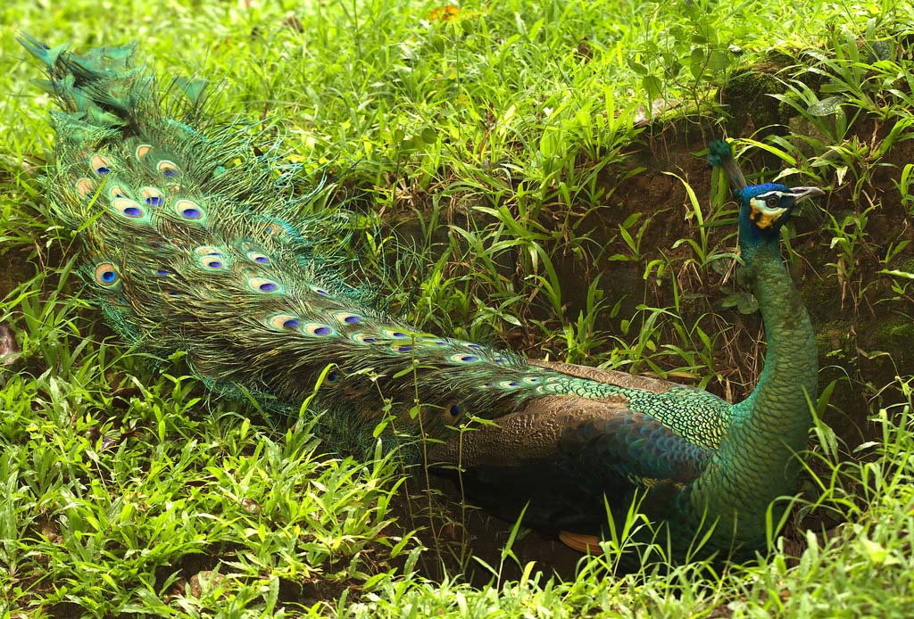 Green Peafowl Beautiful Pictures