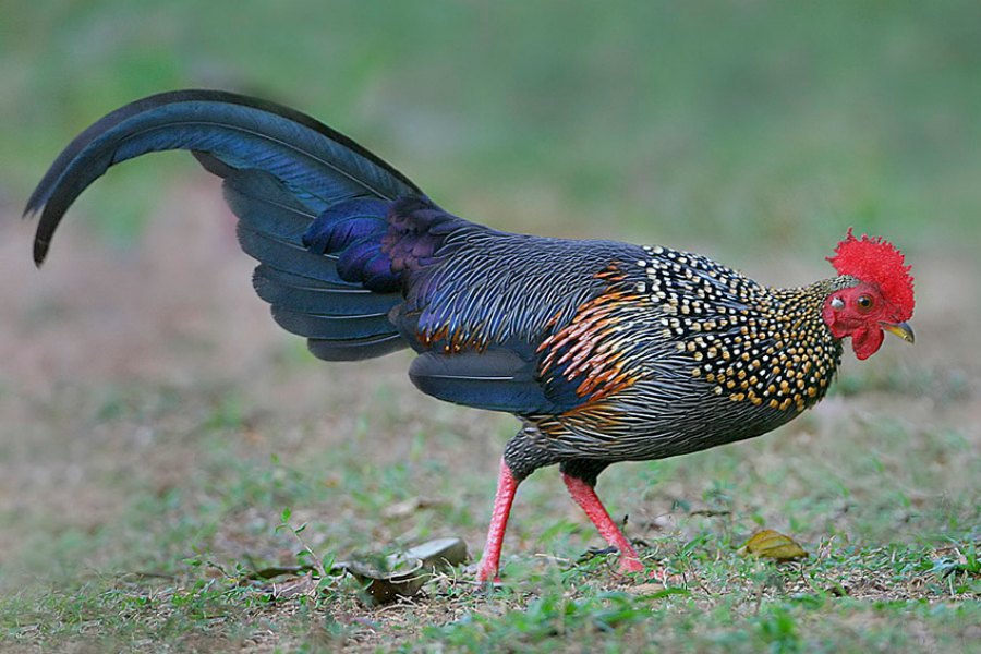 Grey Junglefowl Male Pictures