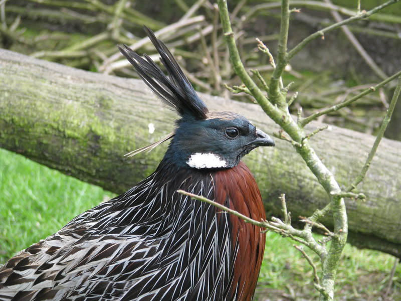 Koklass Pheasant Male Birds Face Pics