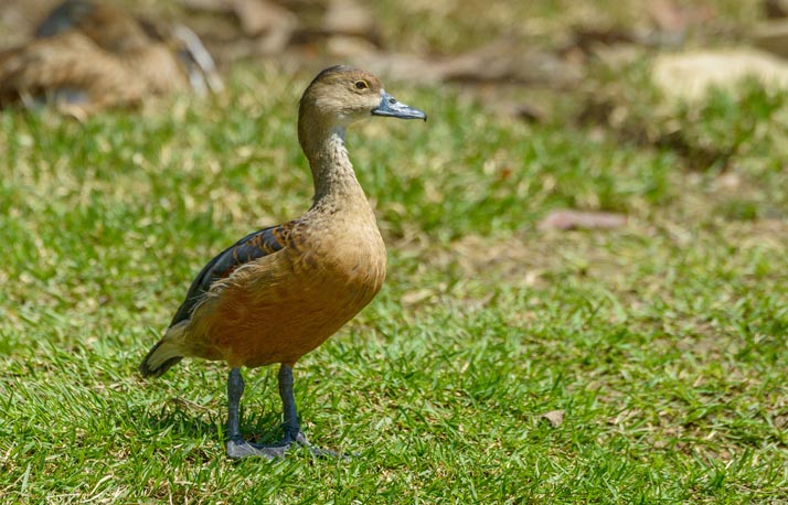 Lesser Whistling Duck Images