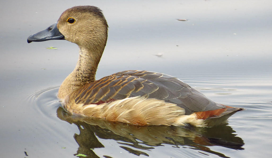Lesser Whistling Duck In Water Photos