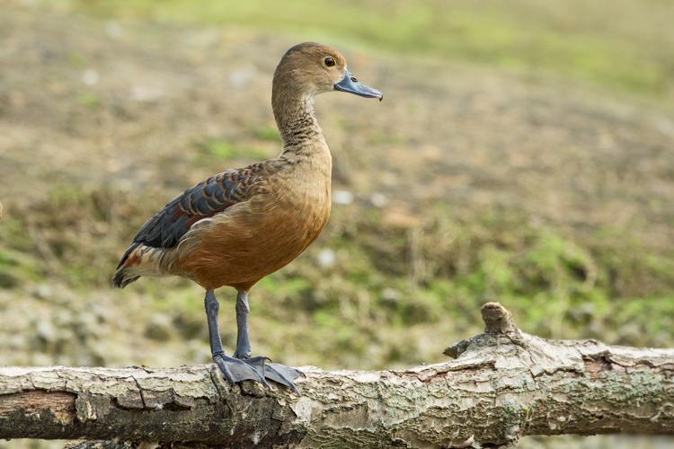 Lesser Whistling Duck Indian Birds Gallery