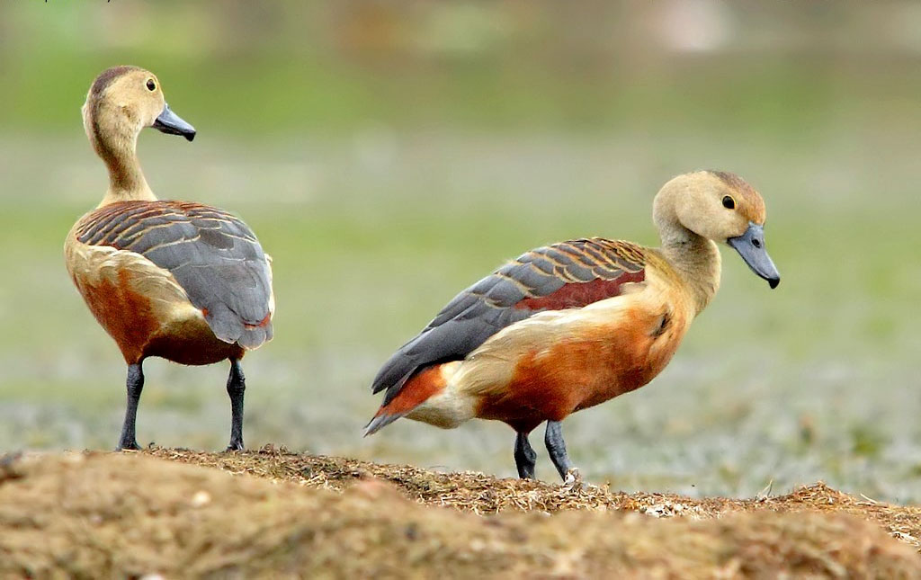 Lesser Whistling Duck Male And Female Pics