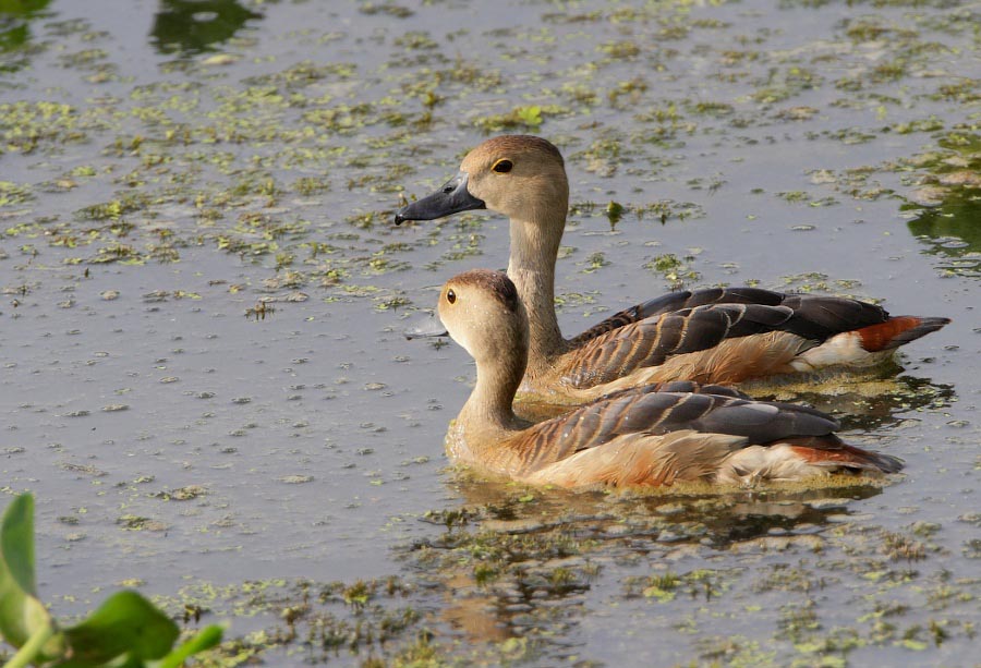 Lesser Whistling Duck Pair Pictures