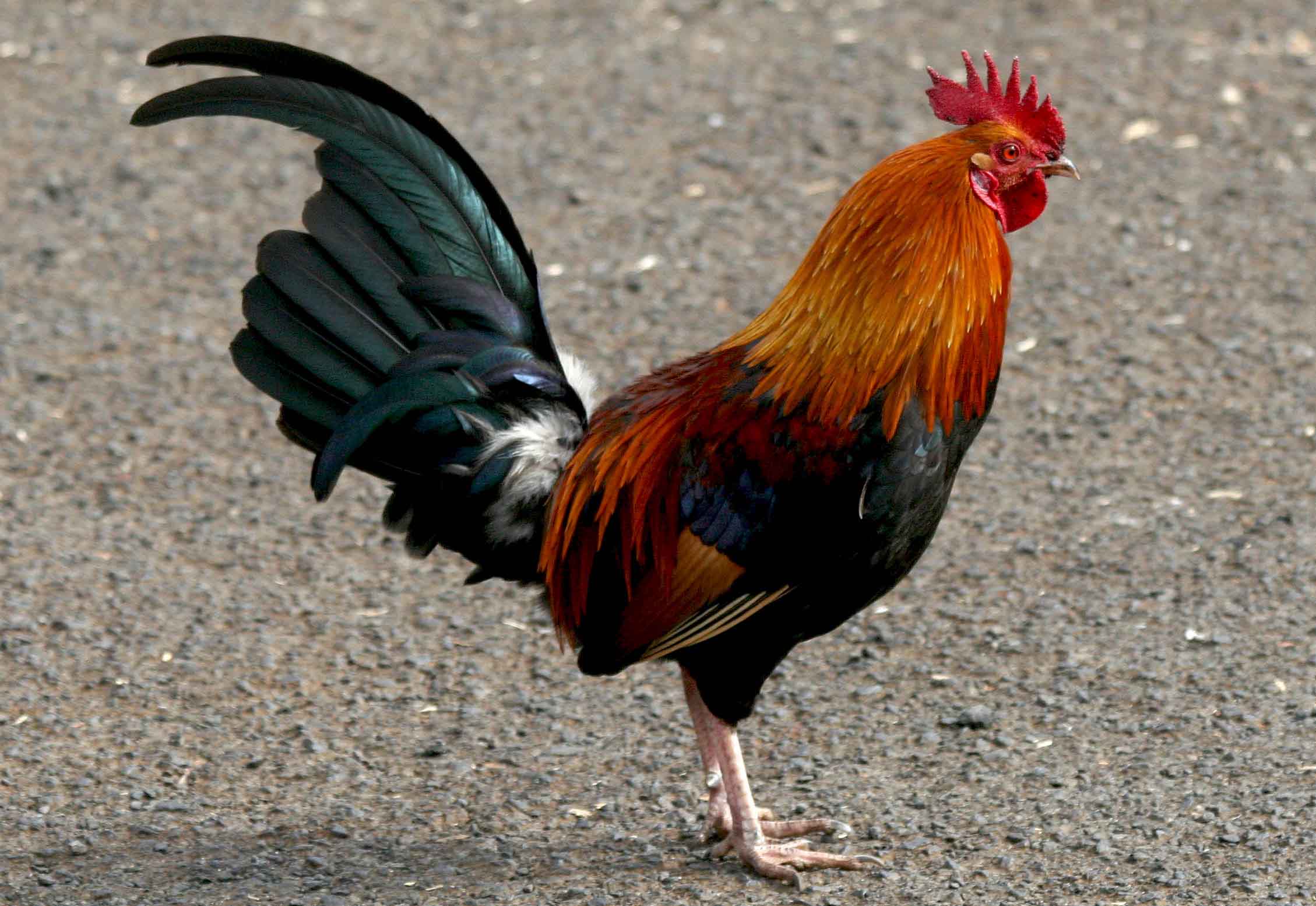 Red Junglefowl Male Wallpapers