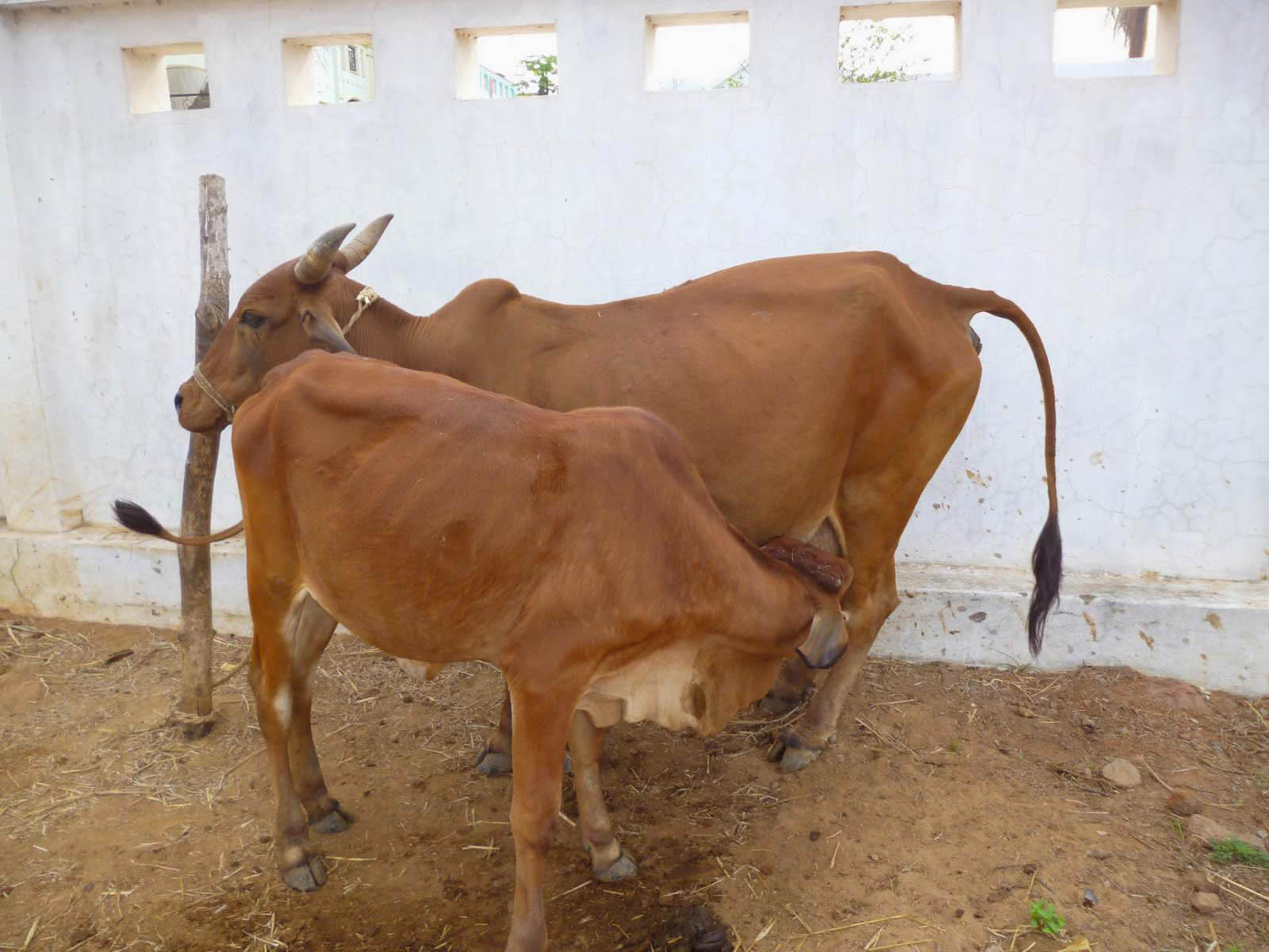 Red Sindhi Cow And Calf Images