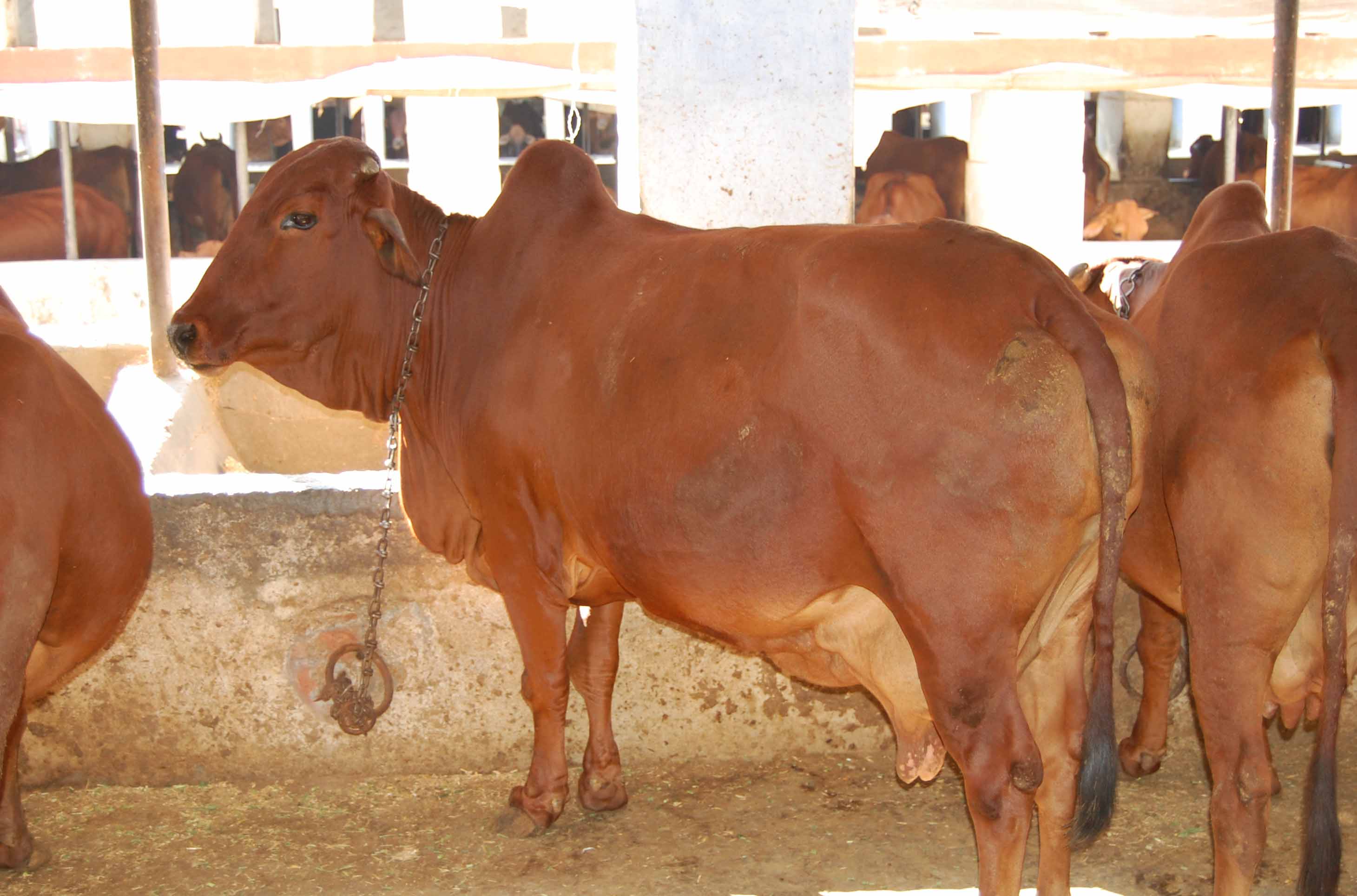 Red Sindhi Cow Photos