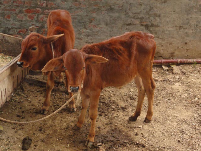 Sahiwal Cattle Pictures