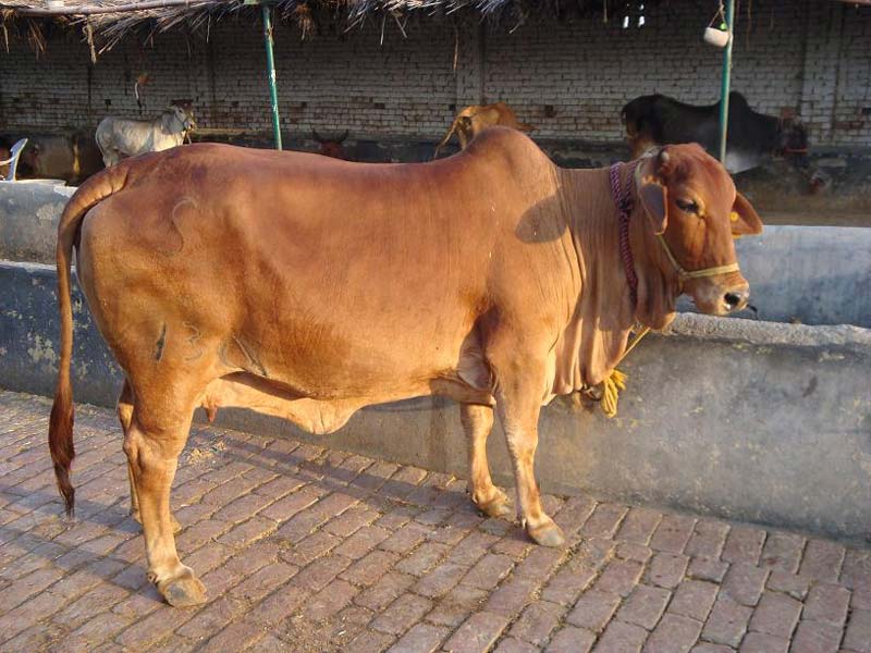 Sahiwal Cow Animals Pictures