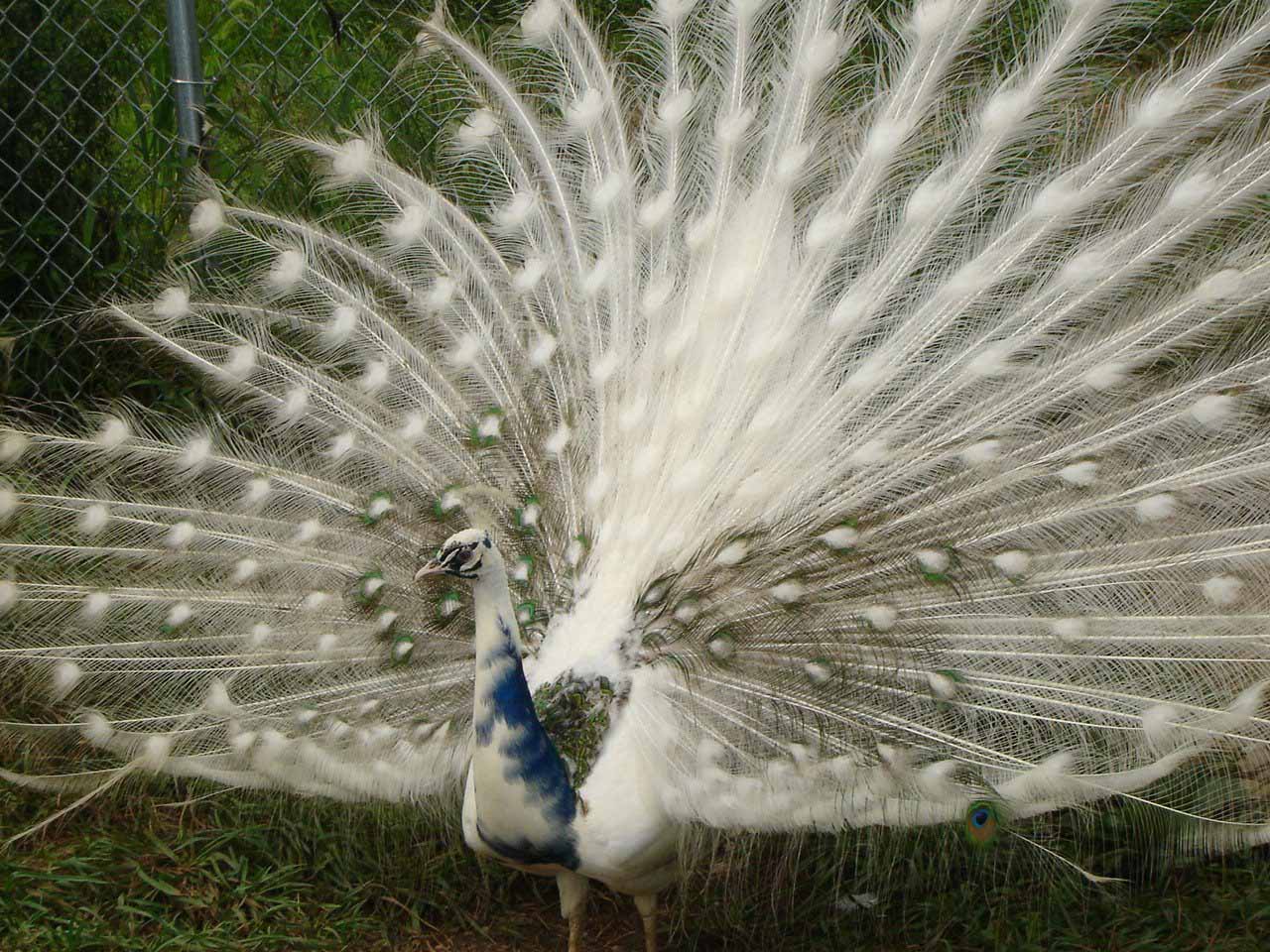 Silver Pied Peafowl Beautiful Pics