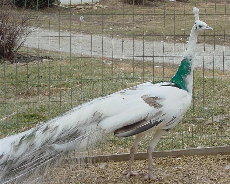 Silver Pied Peafowl Birds Pictures