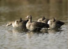 greater white fronted goose pictures