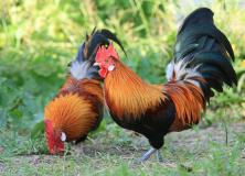 red junglefowl pictures