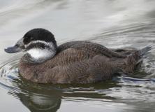 white headed duck pictures