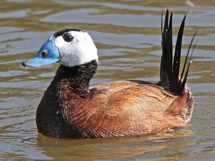 White Headed Duck Male Pictures