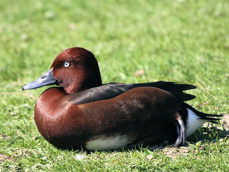 Baers Pochard Male Pictures