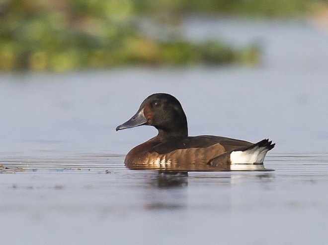 Baers Pochard Pictures