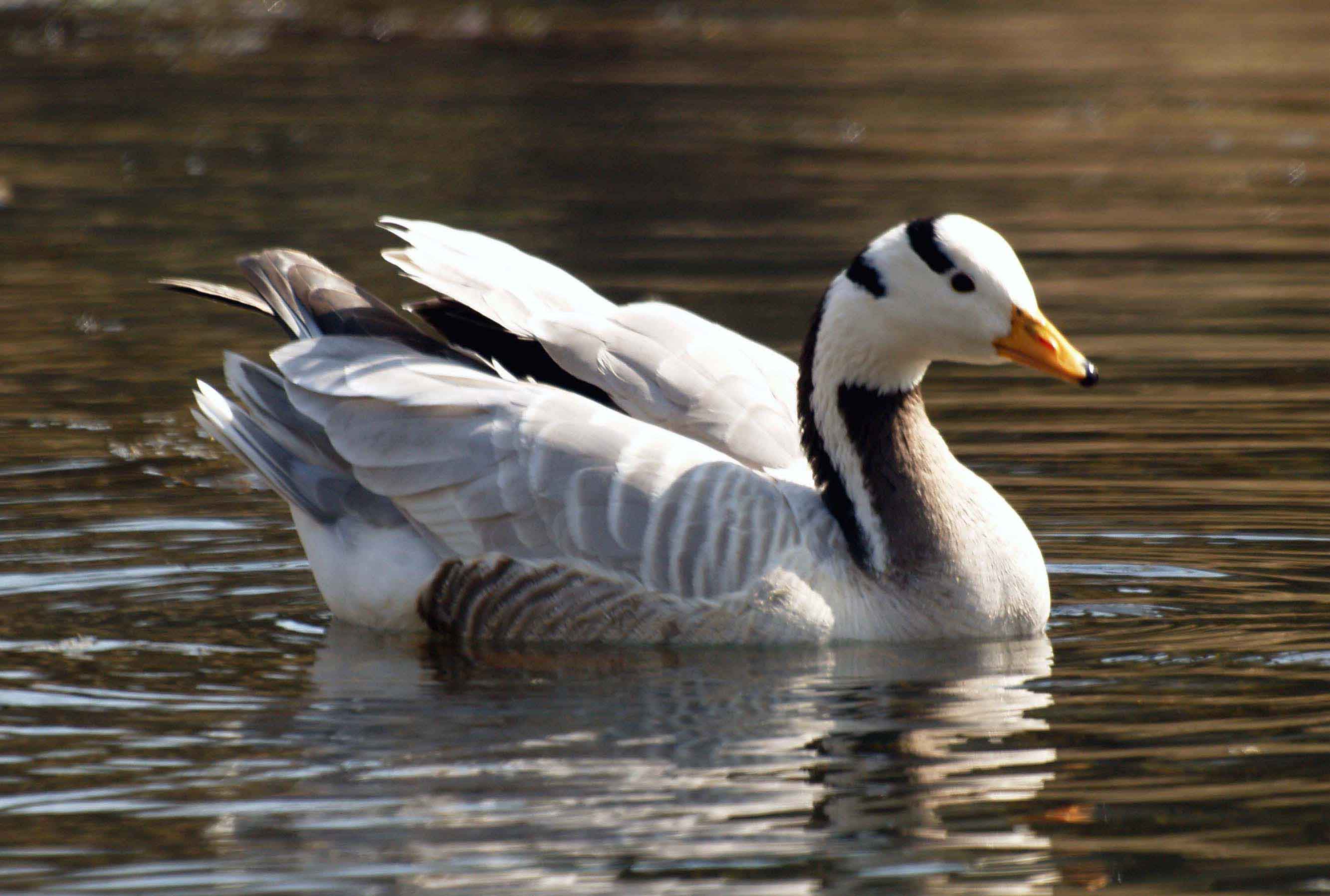 Bar Headed Goose Male Pictures