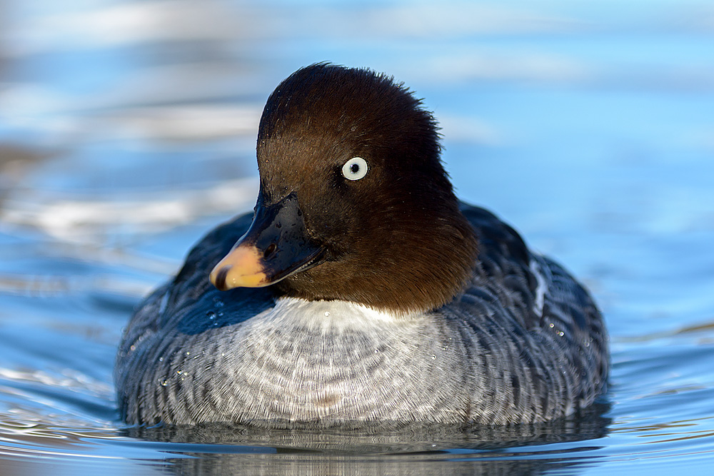 Common Goldeneye Face Pictures