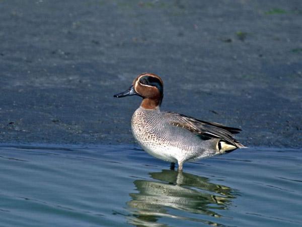Eurasian Teal Male Duck Pictures