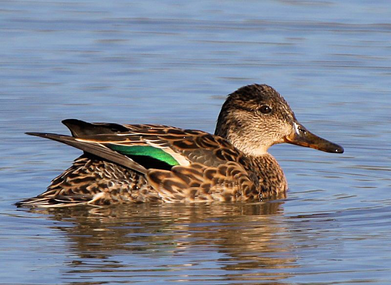 Eurasian Teal Pictures