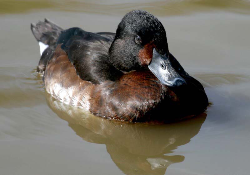 Female Baers Pochard Pictures