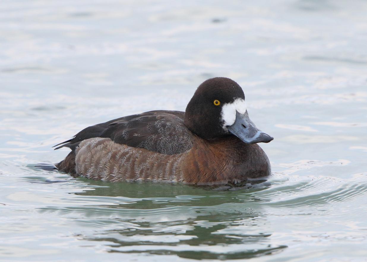 Female Greater Scaup Pictures