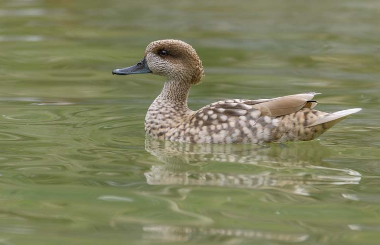 Female Marbled Teal Pictures