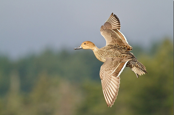 Female Northern Pintail Flying Photos