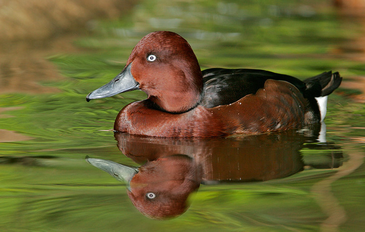Ferruginous Pochard Duck Pictures