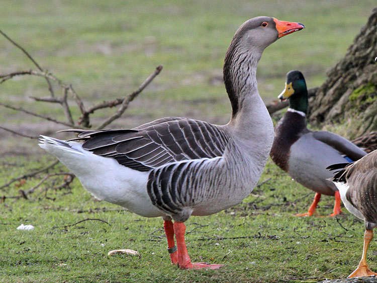 Greylag Goose Female Photos