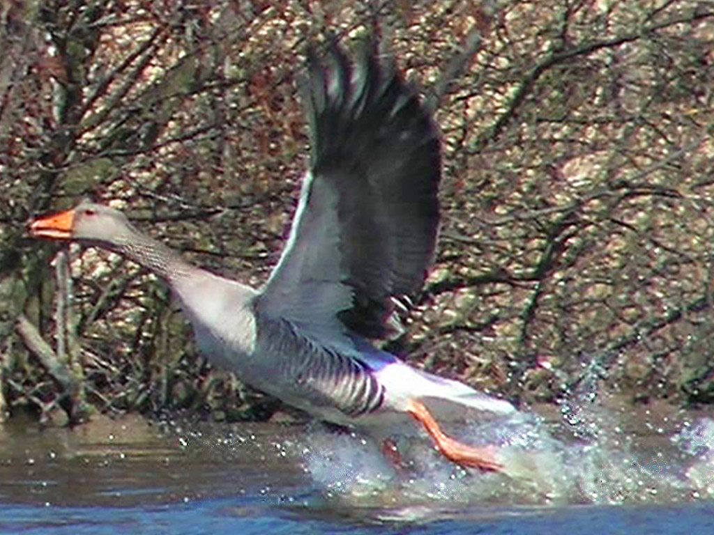 Greylag Goose Flying Photos