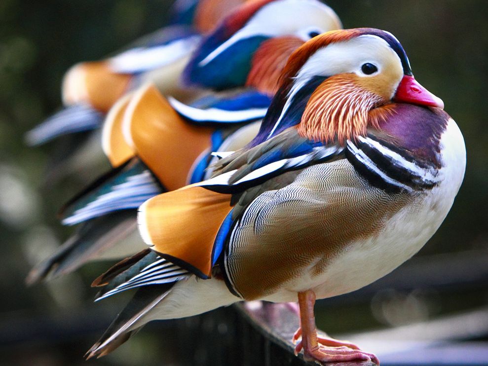 Group Of Mandarin Duck Wallpapers