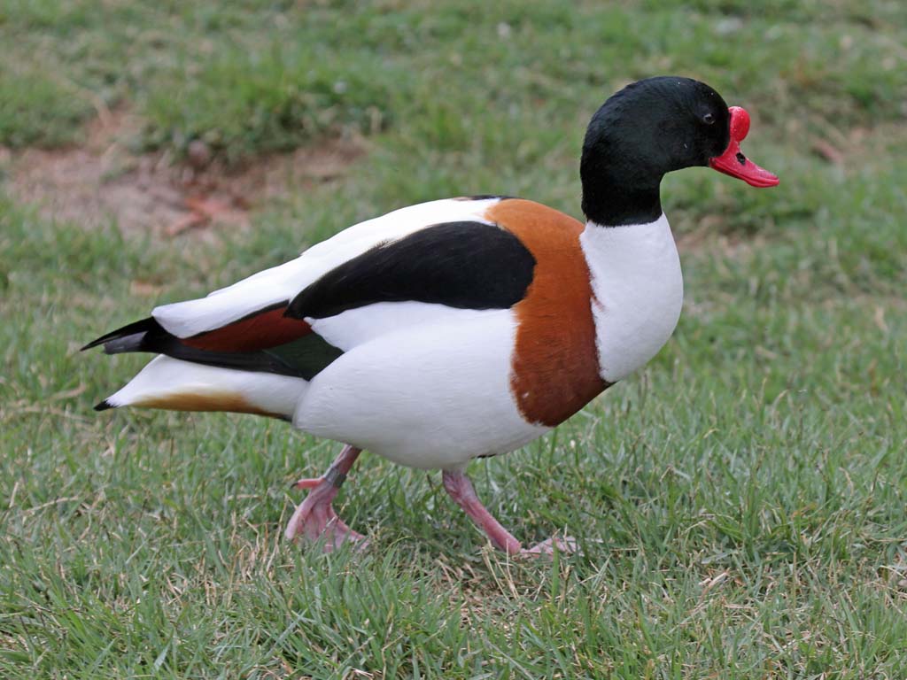 Indian Common Shelduck Duck Images