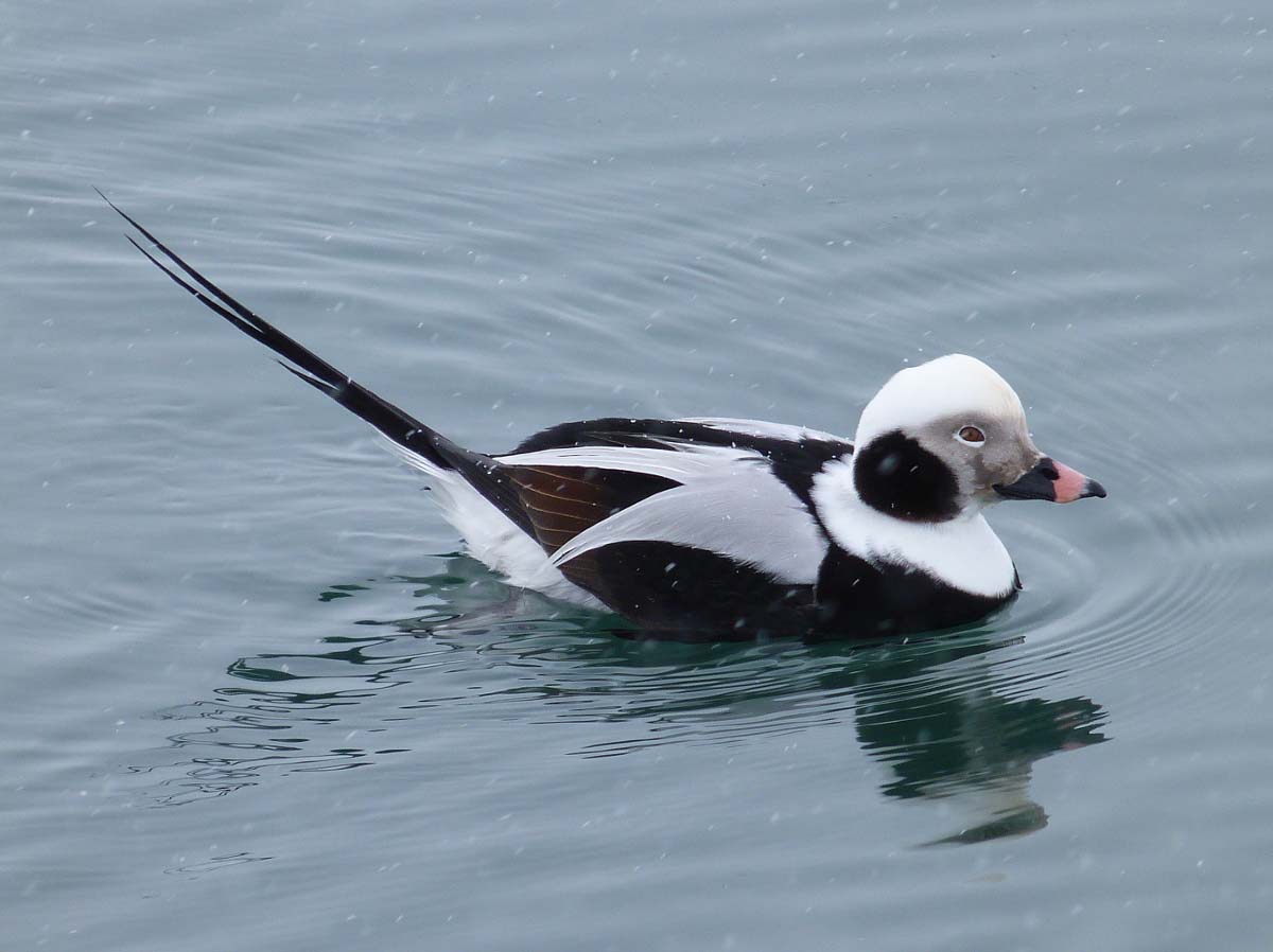 Indian Long Tailed Duck Photos