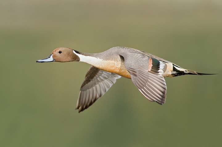 Indian Northern Pintail Gallery