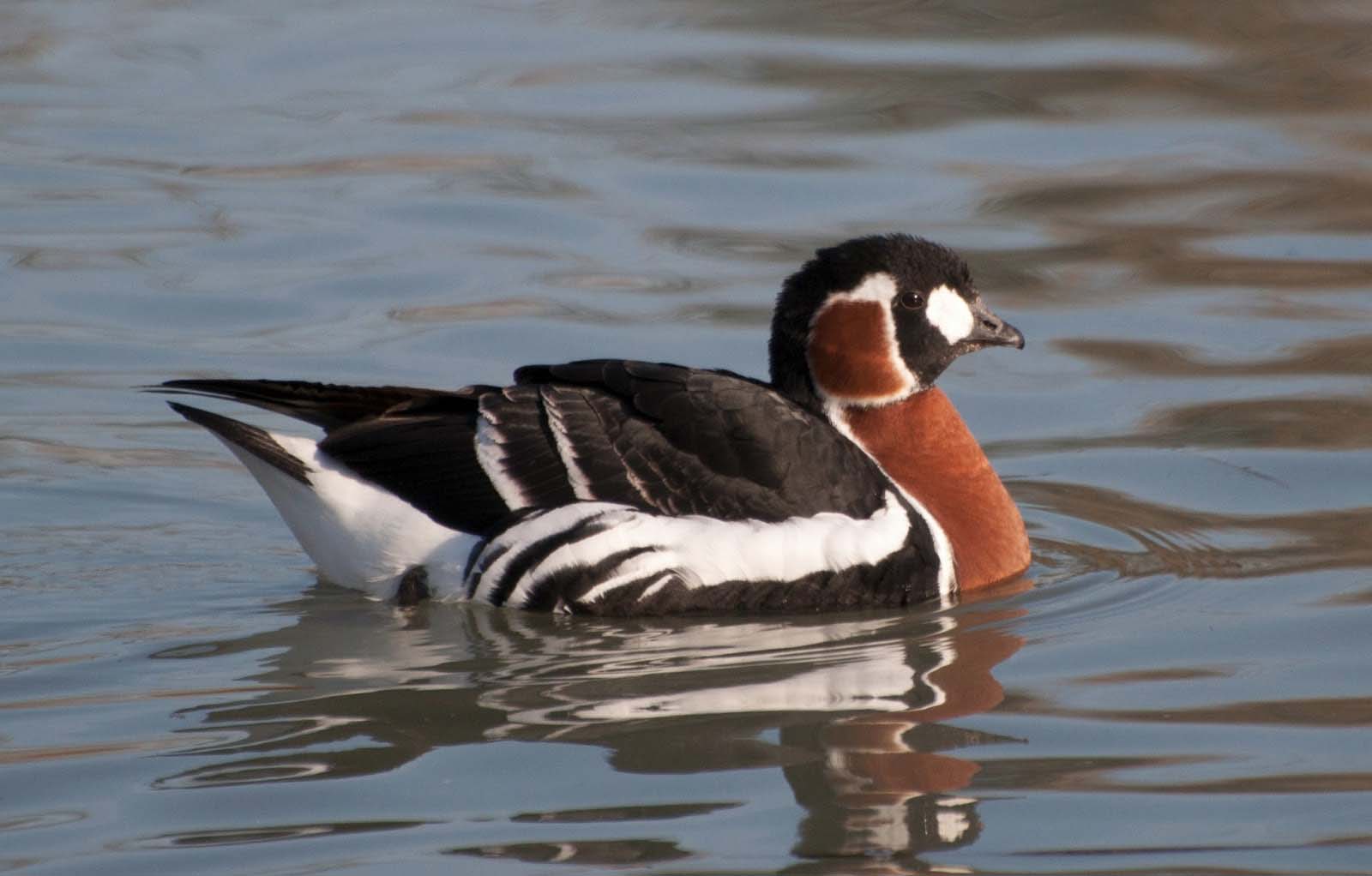 Indian Red Breasted Goose Images