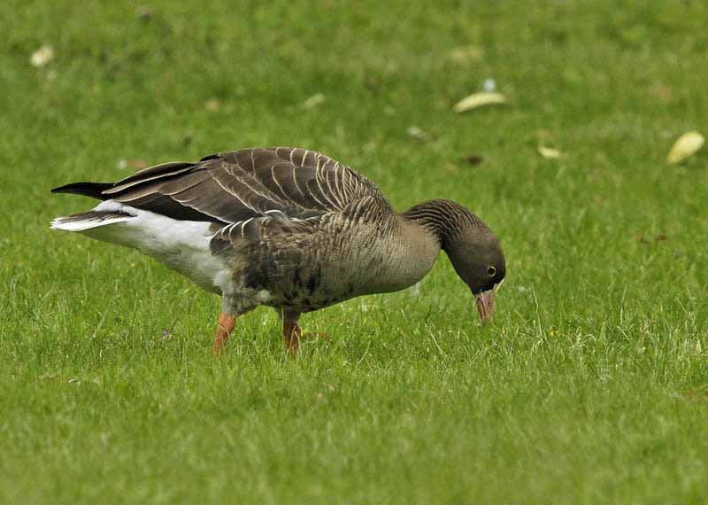 Lesser White Fronted Goose Eating Photos