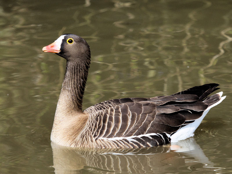 Lesser White Fronted Goose Pictures