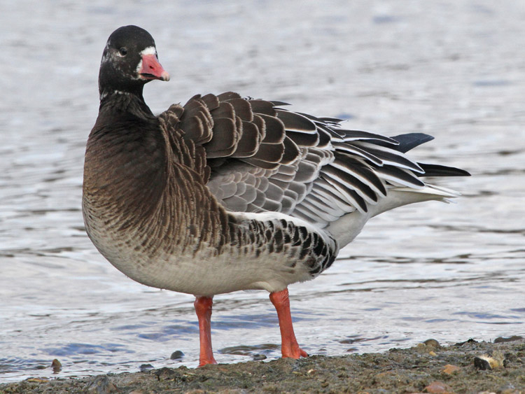 Lesser White Fronted Goose Wallpapers