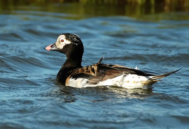 Long Tailed Female Duck Images