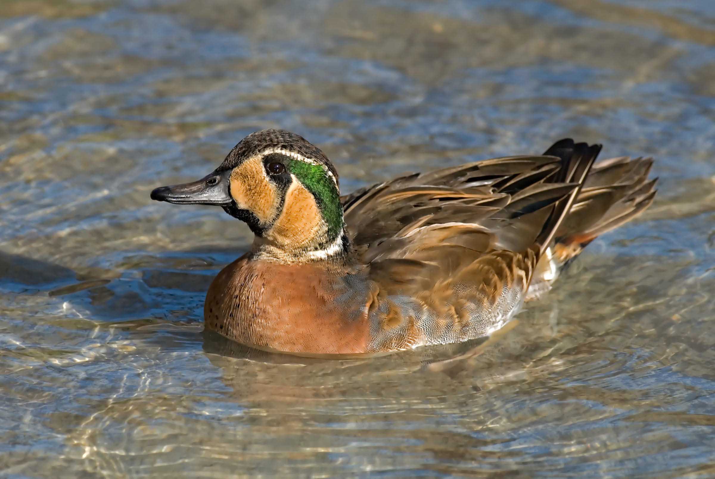 Male Baikal Teal Pictures