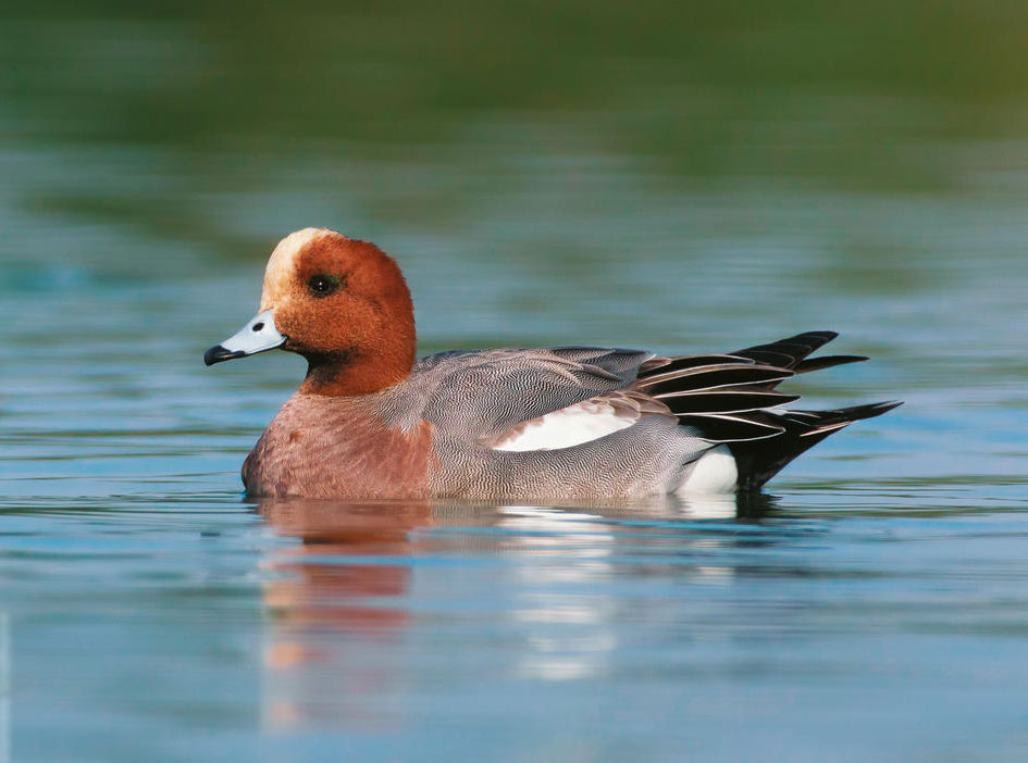 Male Eurasian Wigeon Pictures