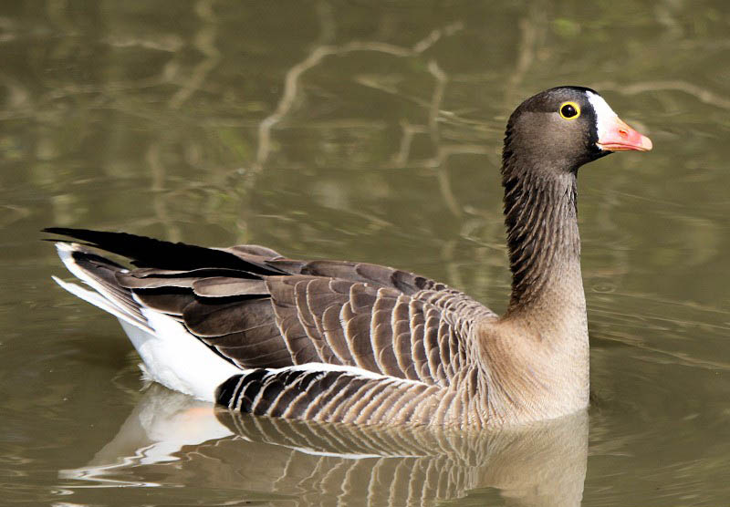 Male Lesser White Fronted Goose Images