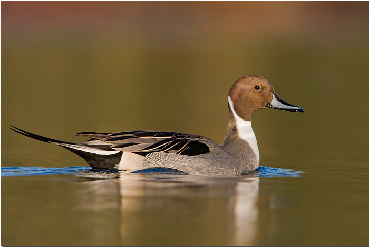 Male Northern Pintail Pictures