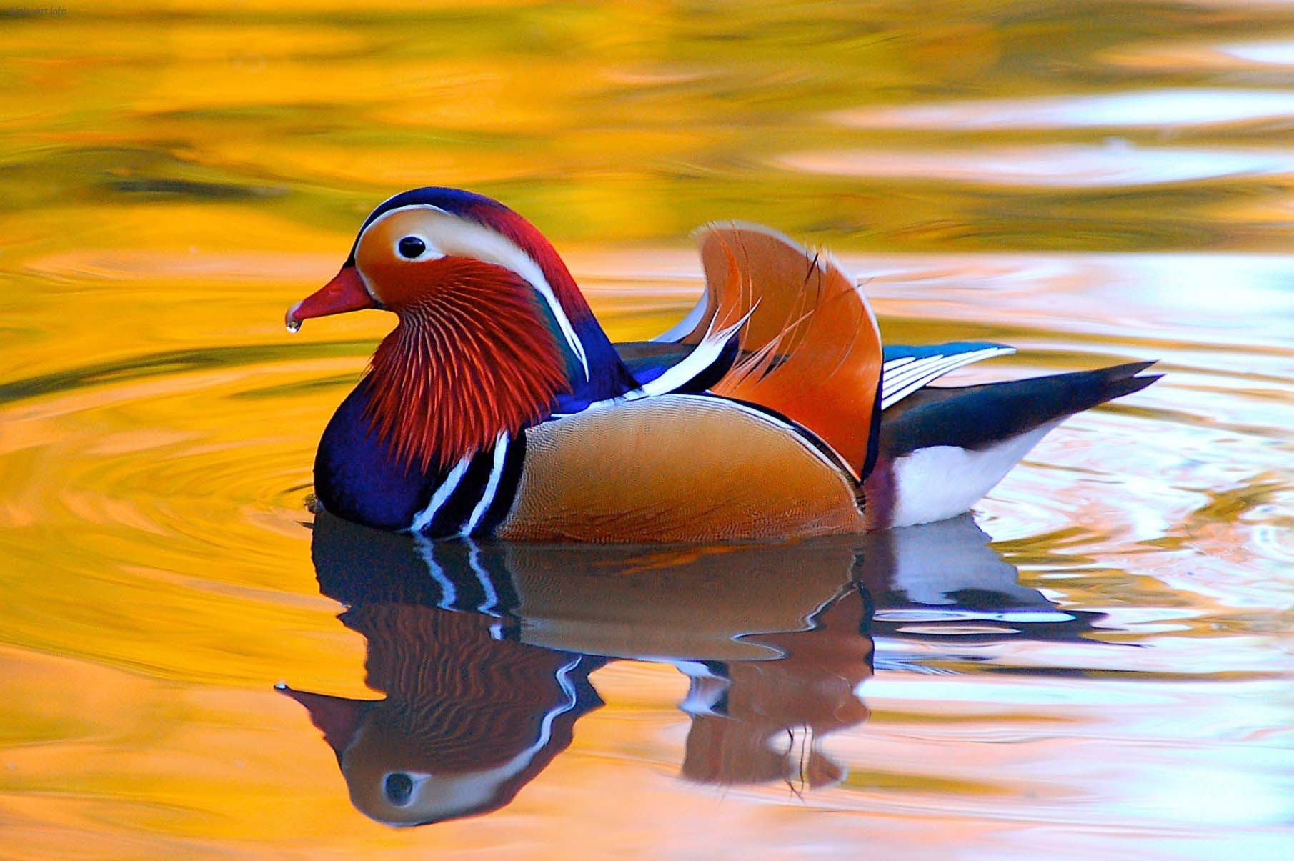 Mandarin Duck Male Photos