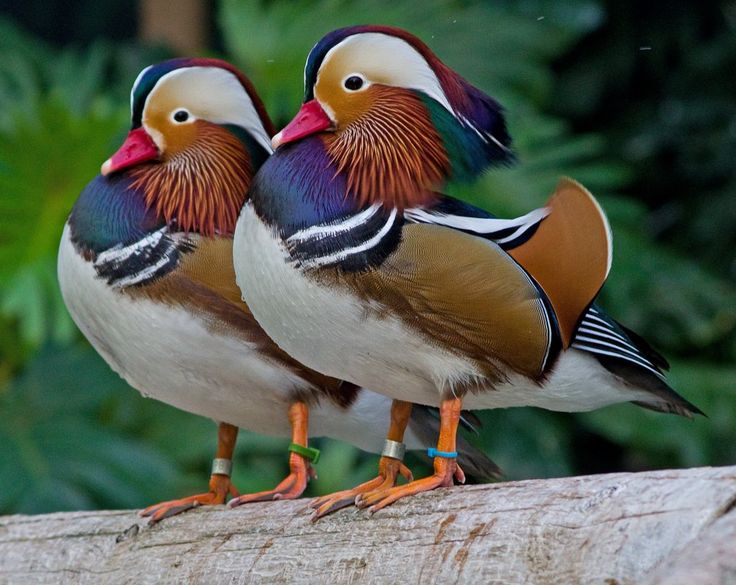Mandarin Duck Pair Pictures